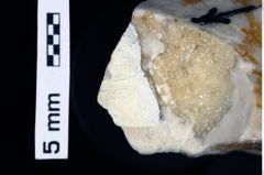 Foto (Detailansicht) von Mundopsidae indet. (NHMW-GEO-1990-0041-0515)